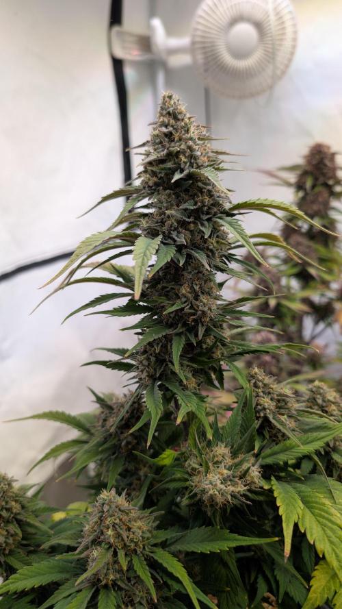 Last Auto Run. Week 9