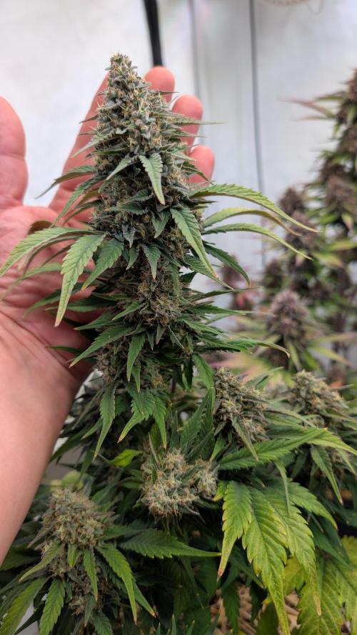 Last Auto Run. Week 9