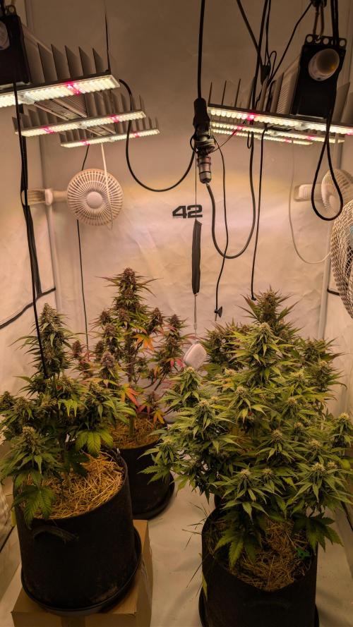 Last Auto Run. Week 9