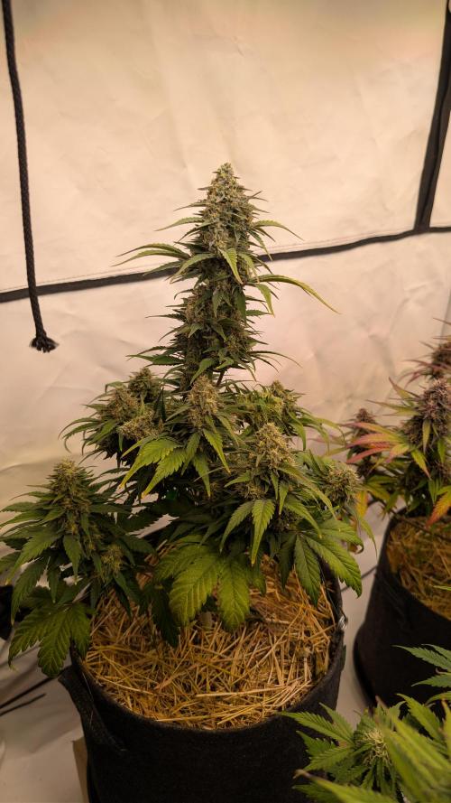 Last Auto Run. Week 9