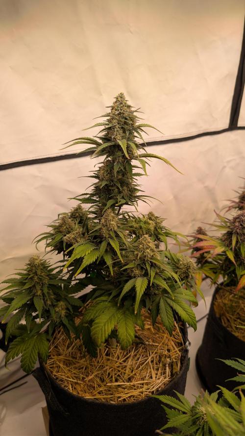 Last Auto Run. Week 9