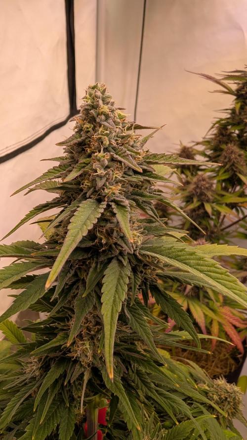 Last Auto Run. Week 9