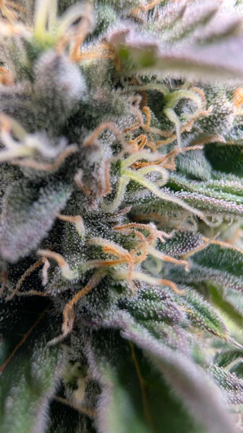 Last Auto Run. Week 9