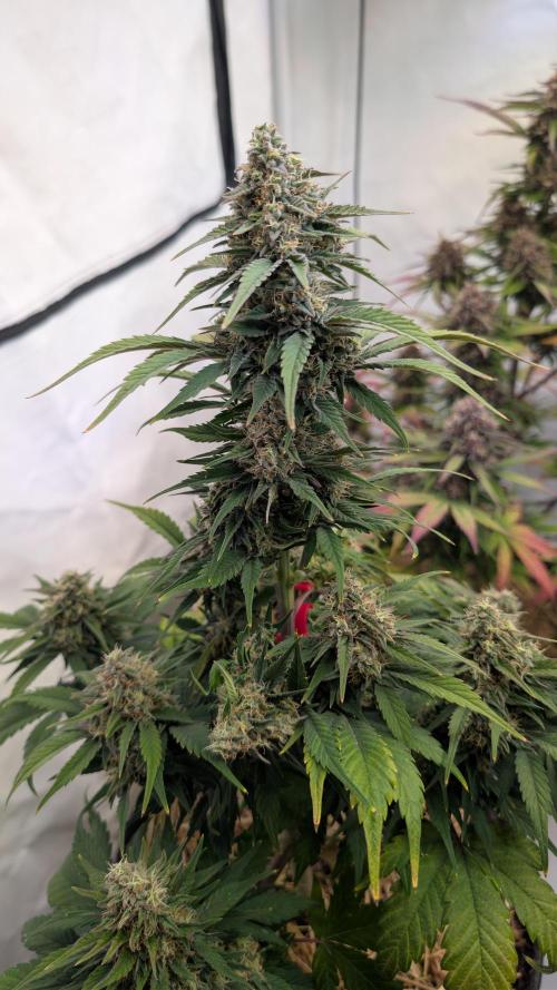 Last Auto Run. Week 9