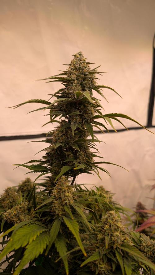 Last Auto Run. Week 9