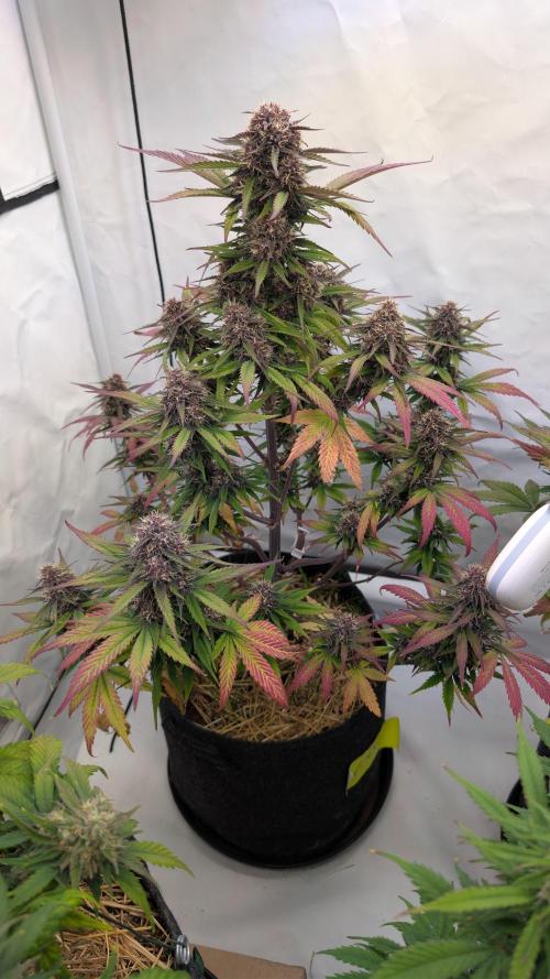 Last Auto Run. Week 9