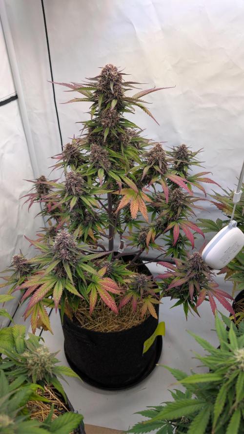 Last Auto Run. Week 9