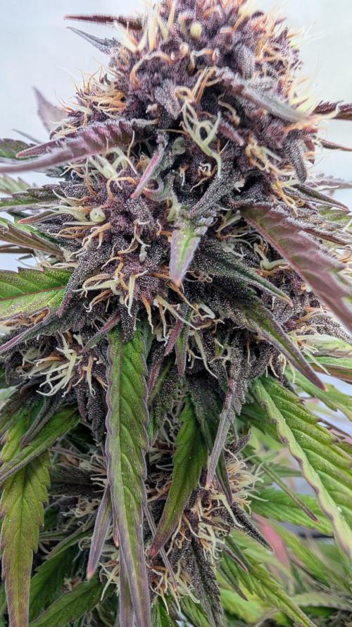 Last Auto Run. Week 9