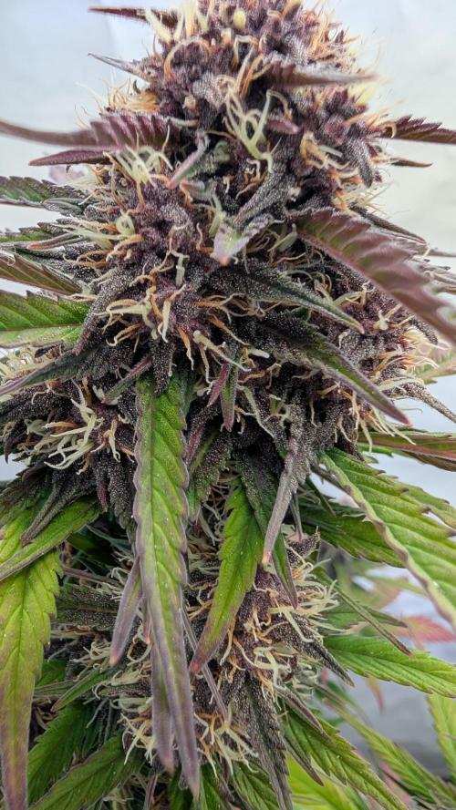 Last Auto Run. Week 9