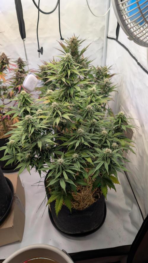 Last Auto Run. Week 9