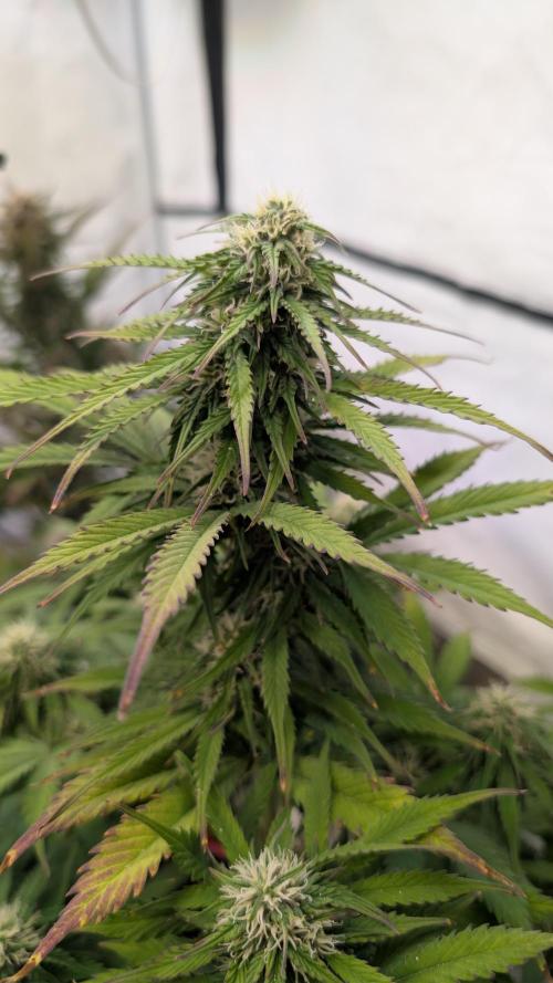 Last Auto Run. Week 9