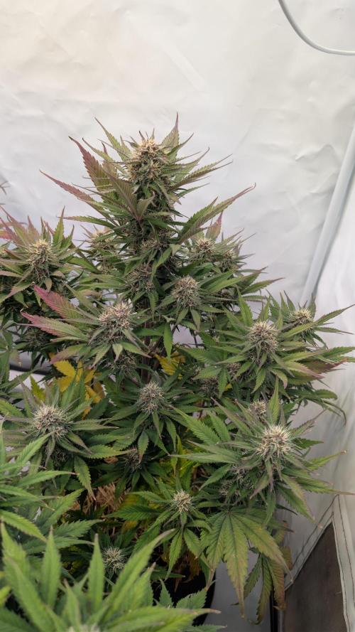 Last Auto Run. Week 9