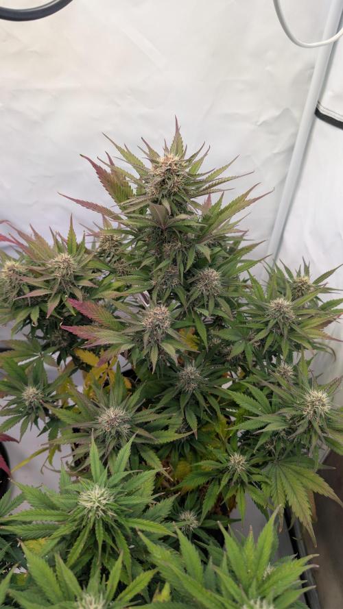 Last Auto Run. Week 9