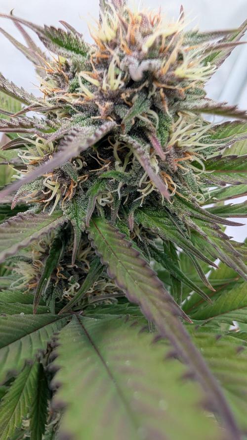 Last Auto Run. Week 9