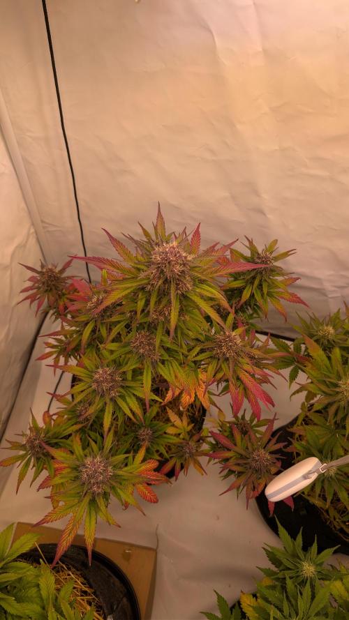 Last Auto Run. Week 9