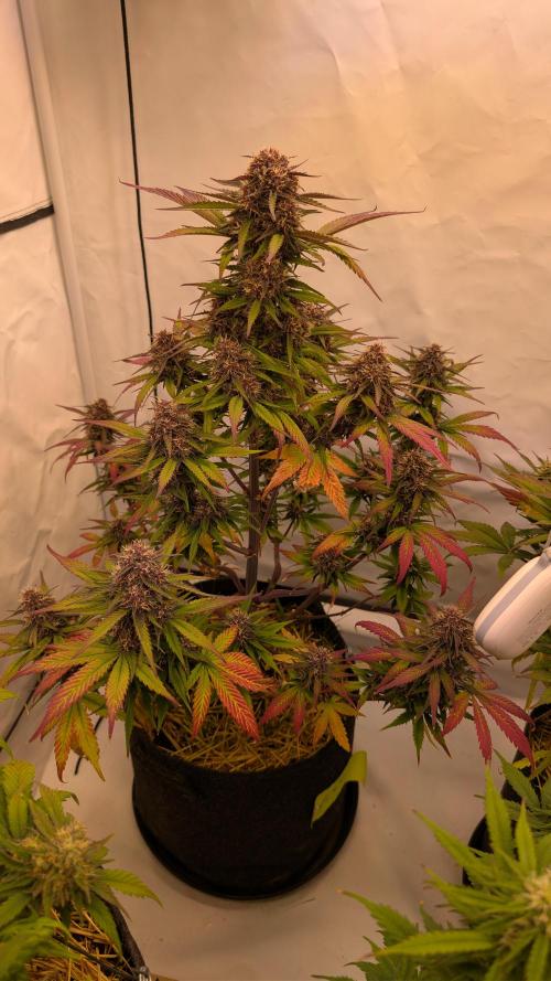 Last Auto Run. Week 9