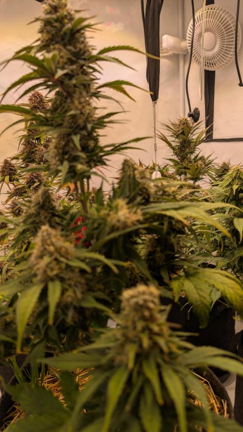 Last Auto Run. Week 9