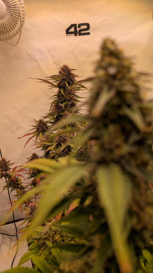 Last Auto Run. Week 9