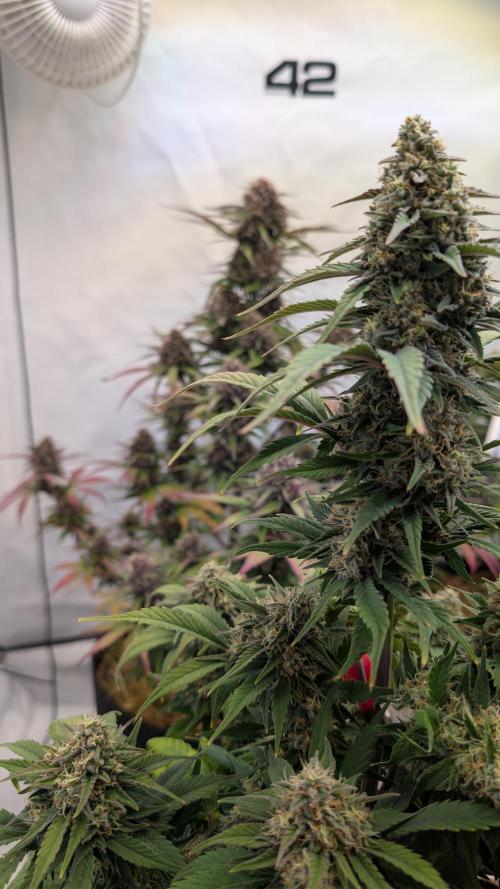 Last Auto Run. Week 9