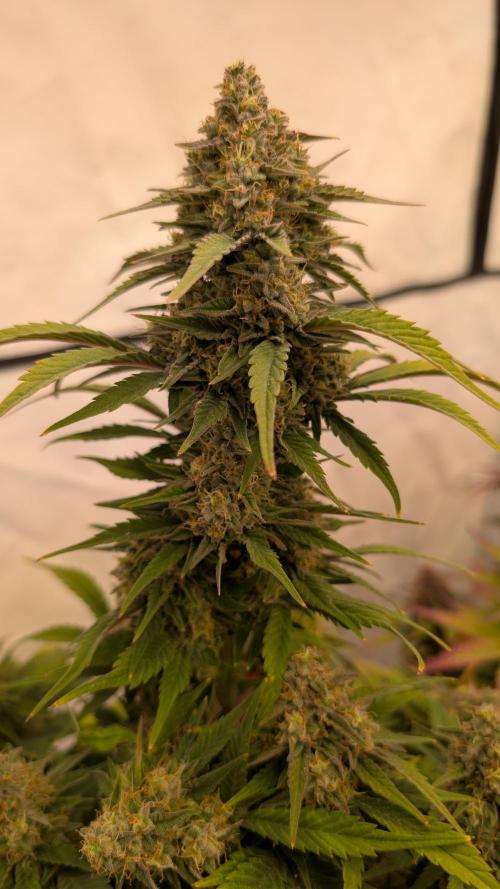 Last Auto Run. Week 9