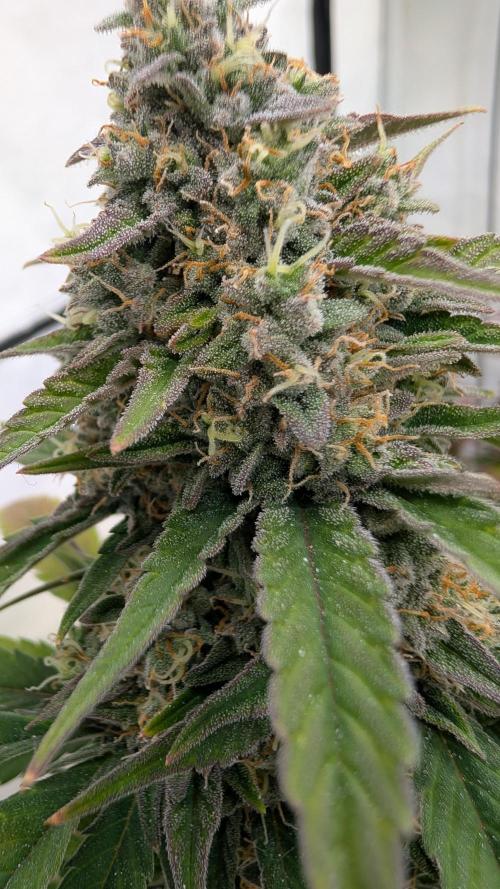 Last Auto Run. Week 9