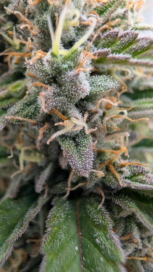 Last Auto Run. Week 9