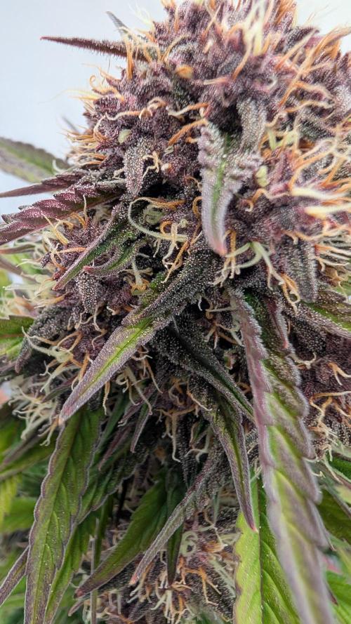 Last Auto Run. Week 9