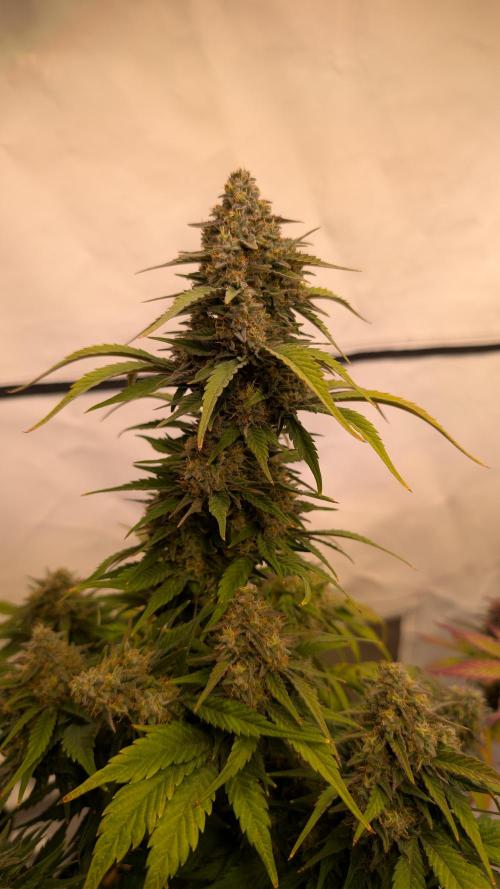 Last Auto Run. Week 9