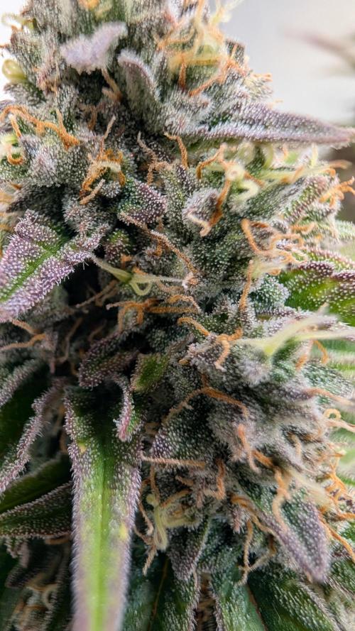 Last Auto Run. Week 9