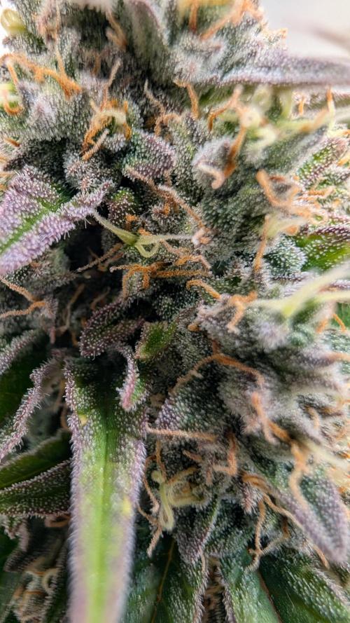 Last Auto Run. Week 9