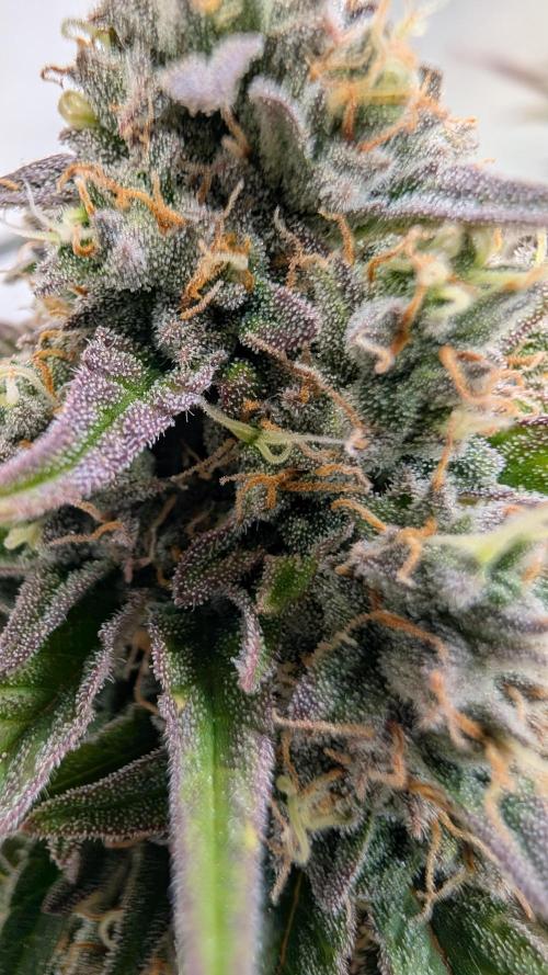 Last Auto Run. Week 9