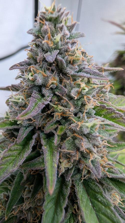 Last Auto Run. Week 9