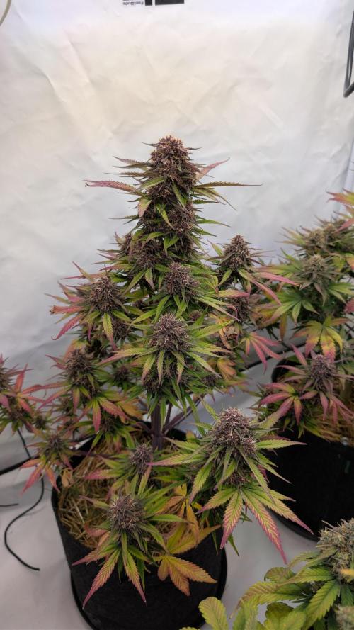 Last Auto Run. Week 9