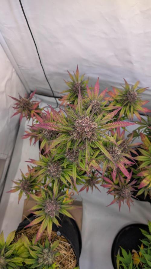 Last Auto Run. Week 9