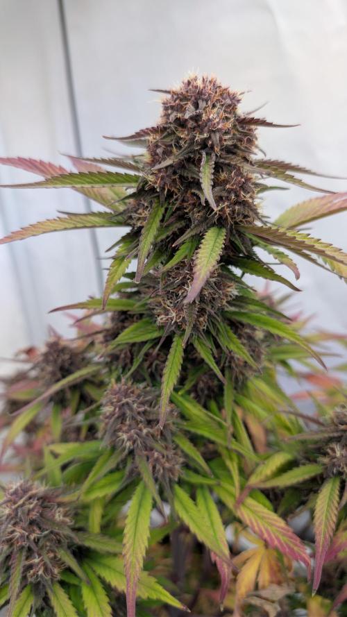 Last Auto Run. Week 9