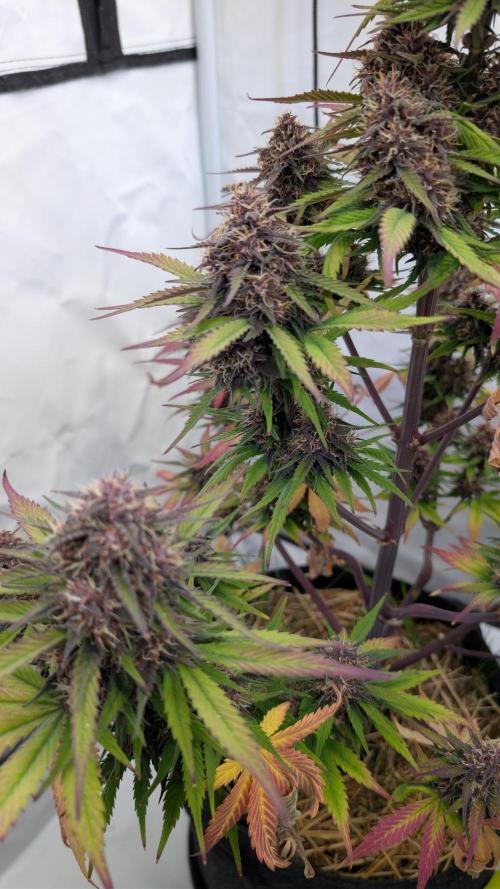 Last Auto Run. Week 9