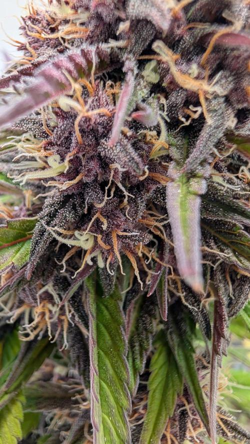 Last Auto Run. Week 9