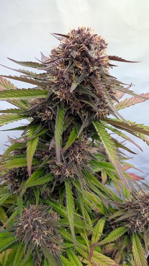 Last Auto Run. Week 9