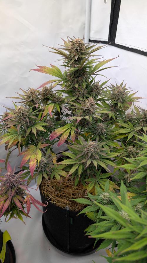 Last Auto Run. Week 9