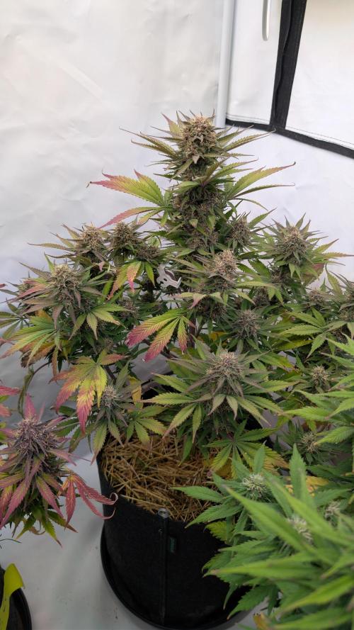 Last Auto Run. Week 9