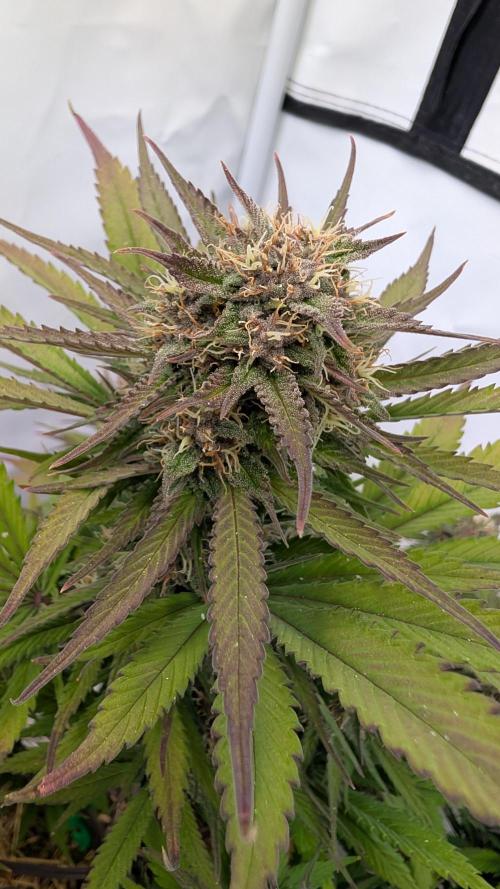 Last Auto Run. Week 9