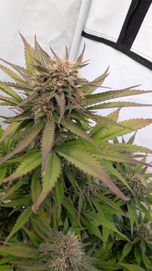 Last Auto Run. Week 9