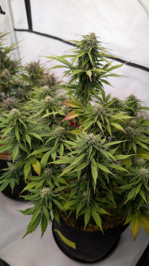 Last Auto Run. Week 9