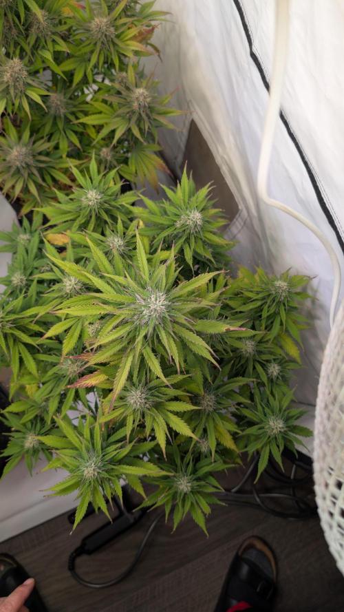 Last Auto Run. Week 9