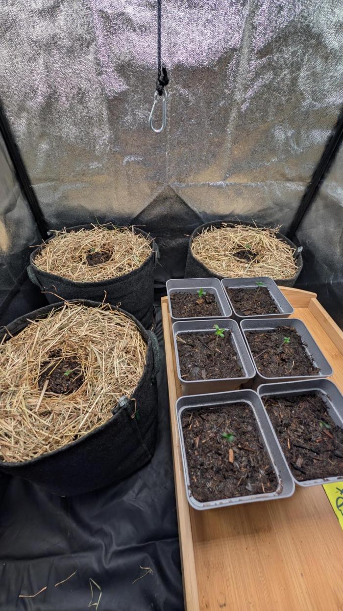 7up für den Autoflower World Cup 2026. Week 0