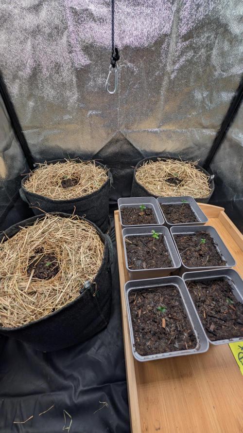 Cup Winning Strains 2026. Week 0