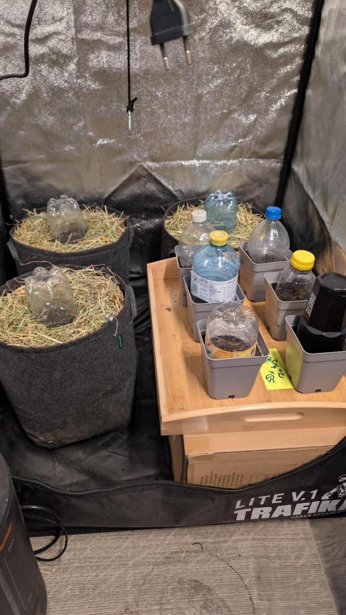 Cup Winning Strains 2026. Week 0