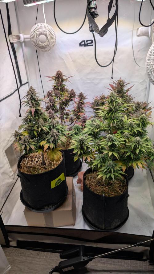 Last Auto Run. Week 10