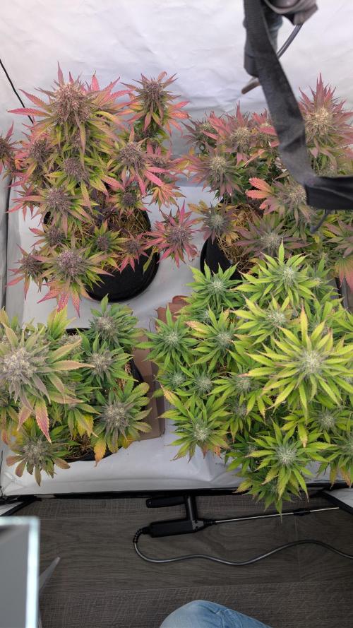 Last Auto Run. Week 10