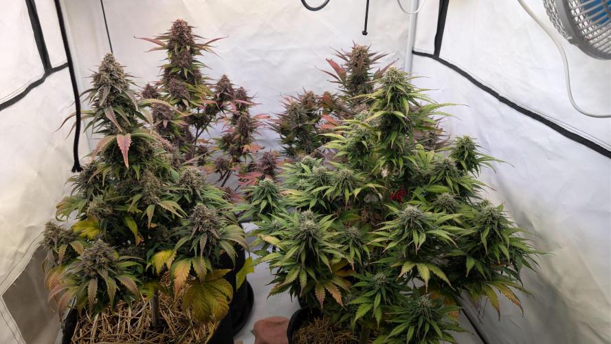 Last Auto Run. Week 10